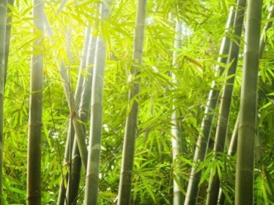 Para que sirve el Bambú Tabashir
