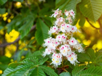 Flores de Bach: White Chestnut - Castaño de Indias 